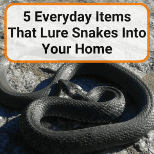 Everyday Items That Lure Snakes Into Your Home