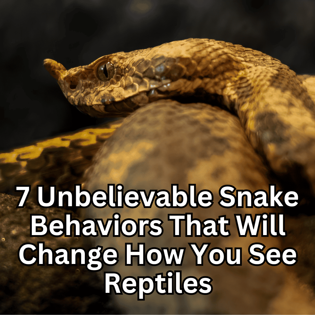 Snake Behaviors