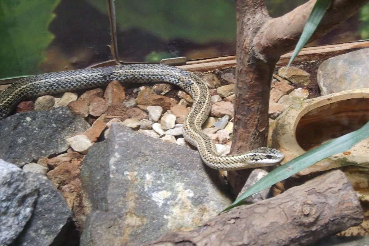 Chilean Green Racer