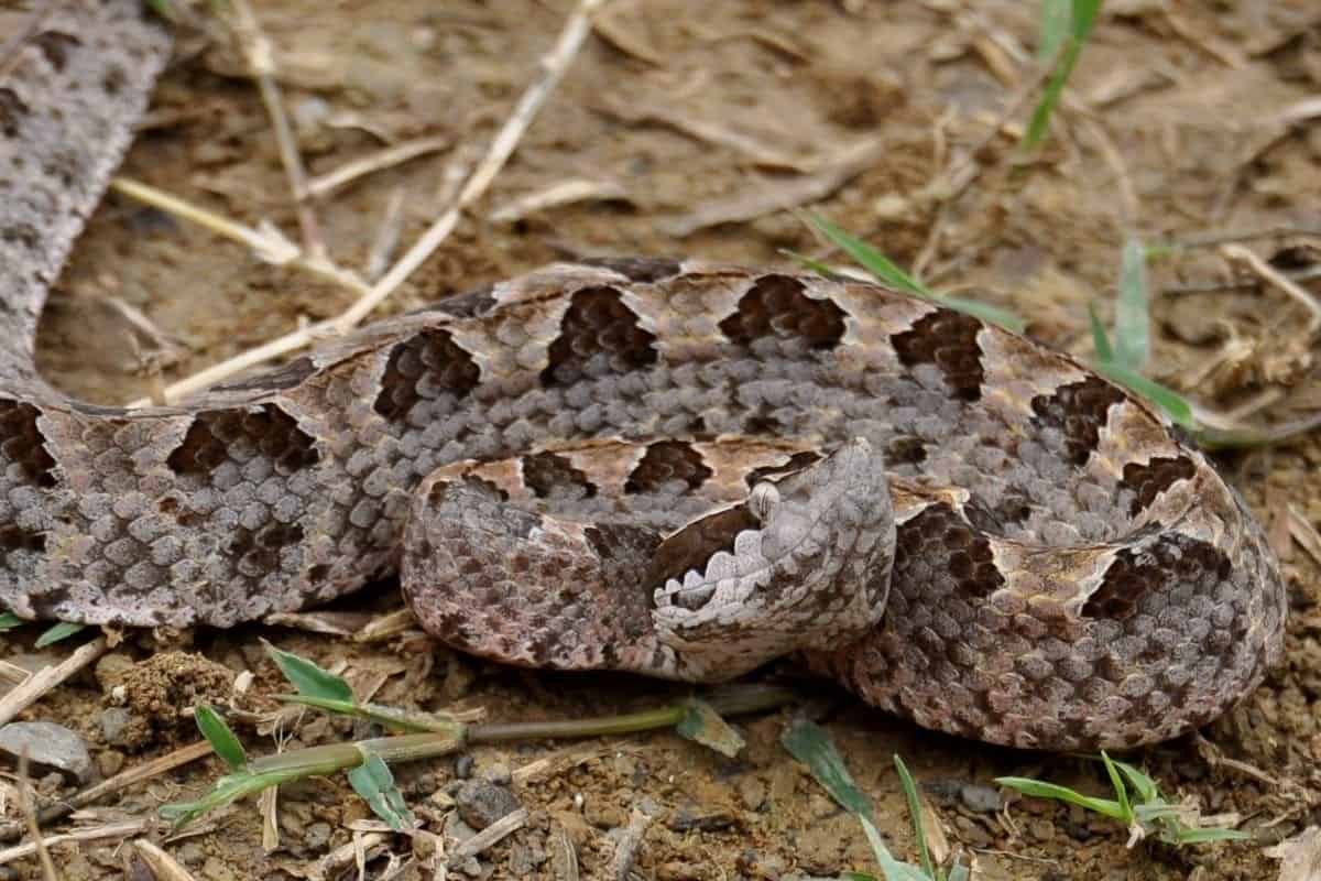 Malayan Pit Viper