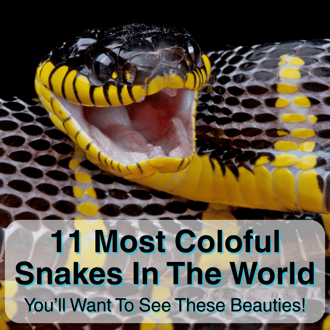 Most Colorful Snakes