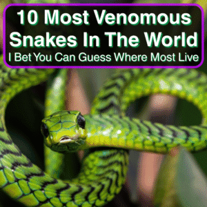 10 Most Venomous Snakes In The World (I Bet You Can Guess Where Most Live)