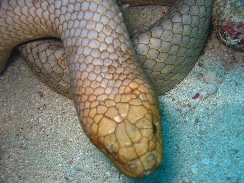 Olive Sea Snake
