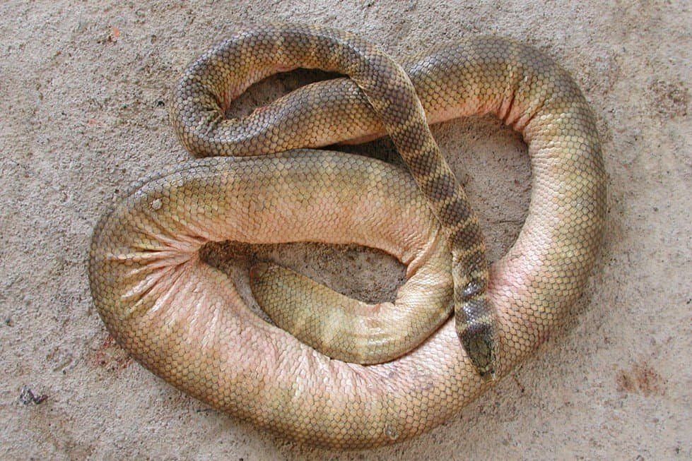 belchers sea snake