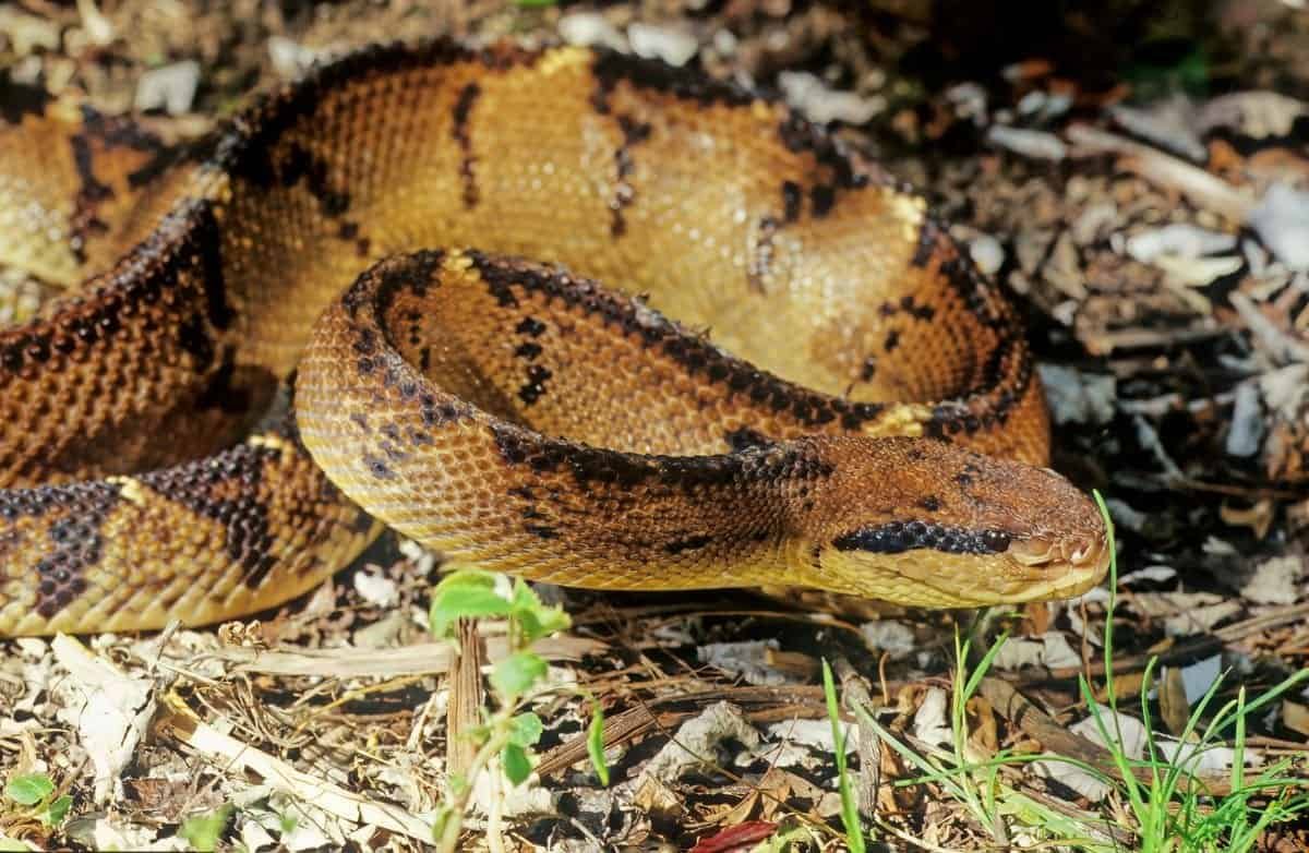 bushmaster