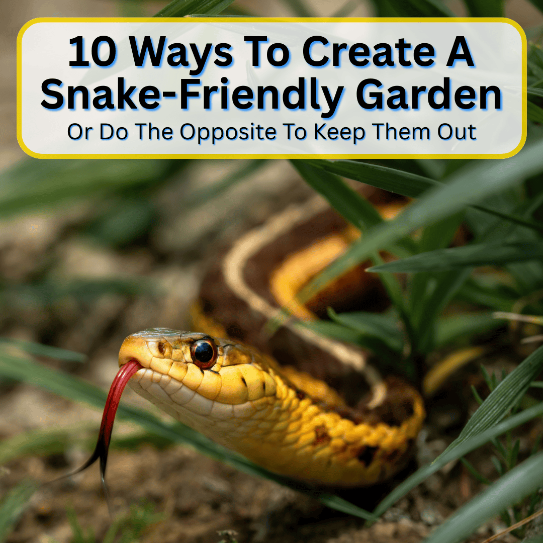 Ways To Create A Snake-Friendly Garden