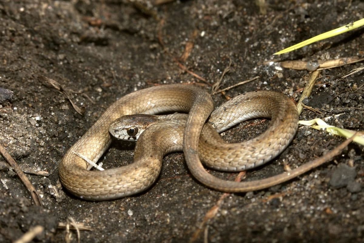 dekays brown snake