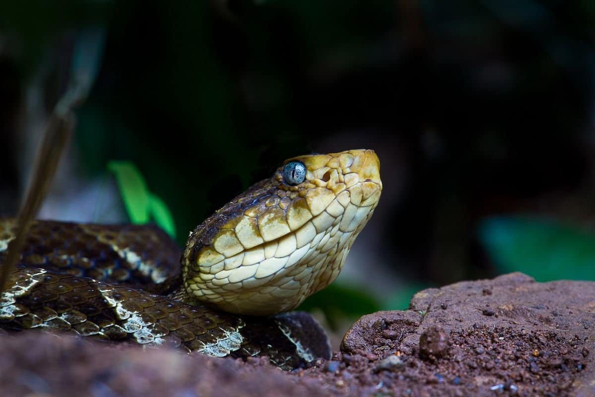 fer-de-lance