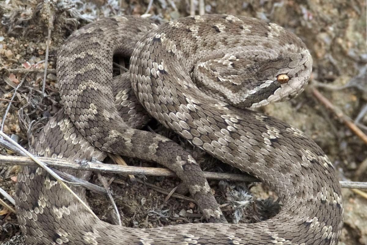 Halys Viper