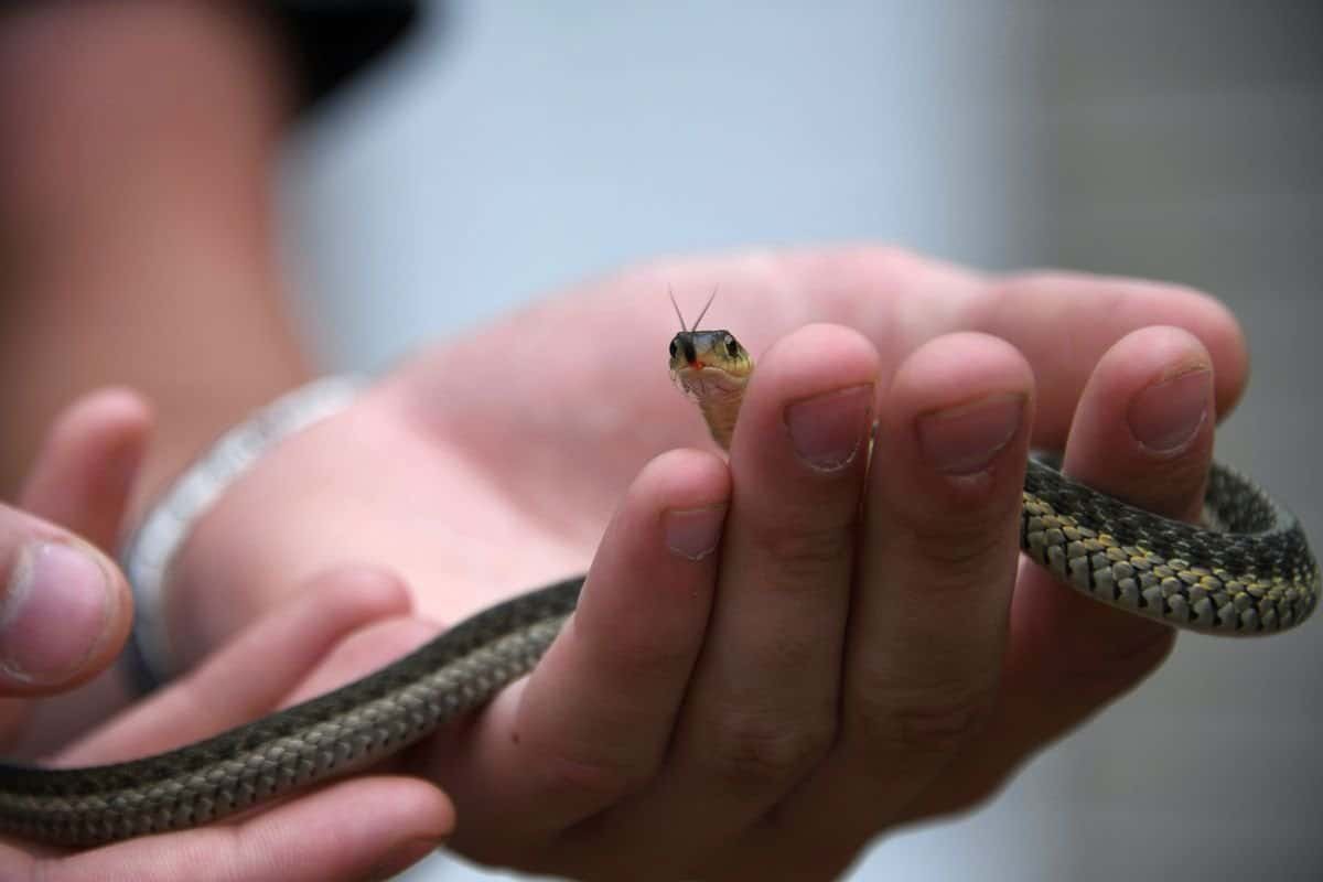 holding a young snake