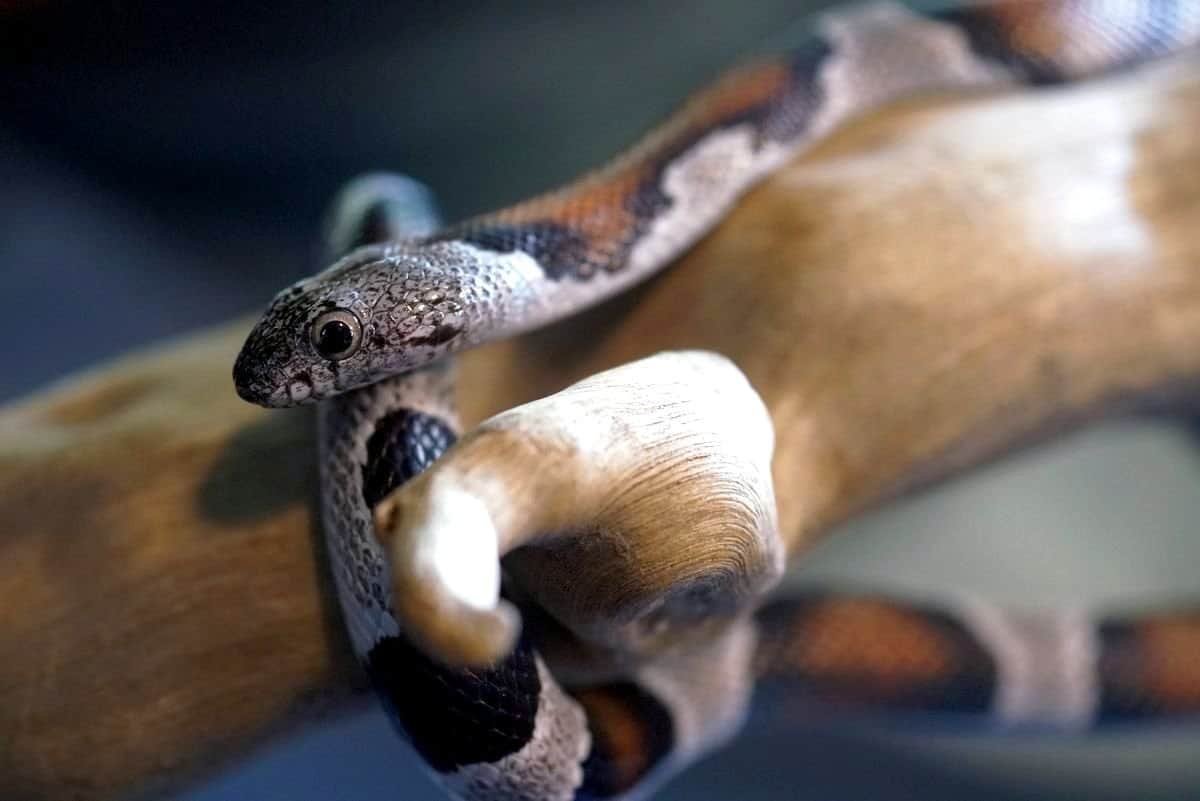 kingsnake