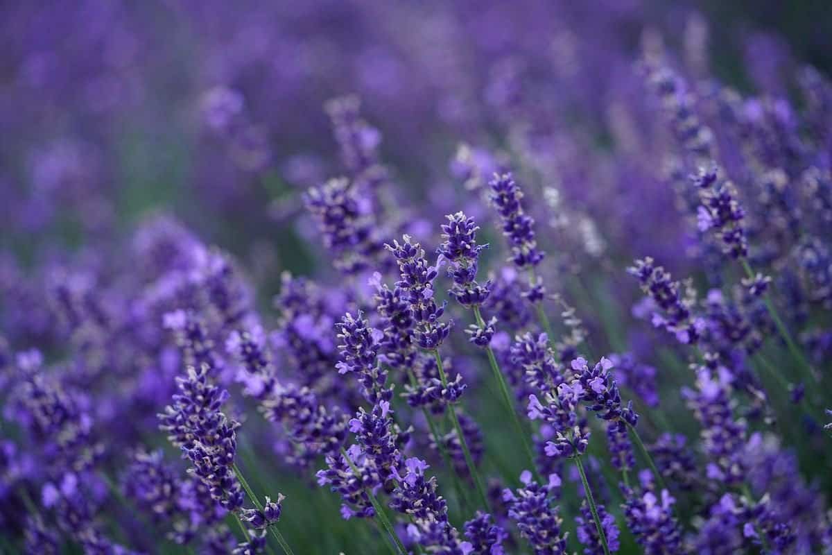 lavender