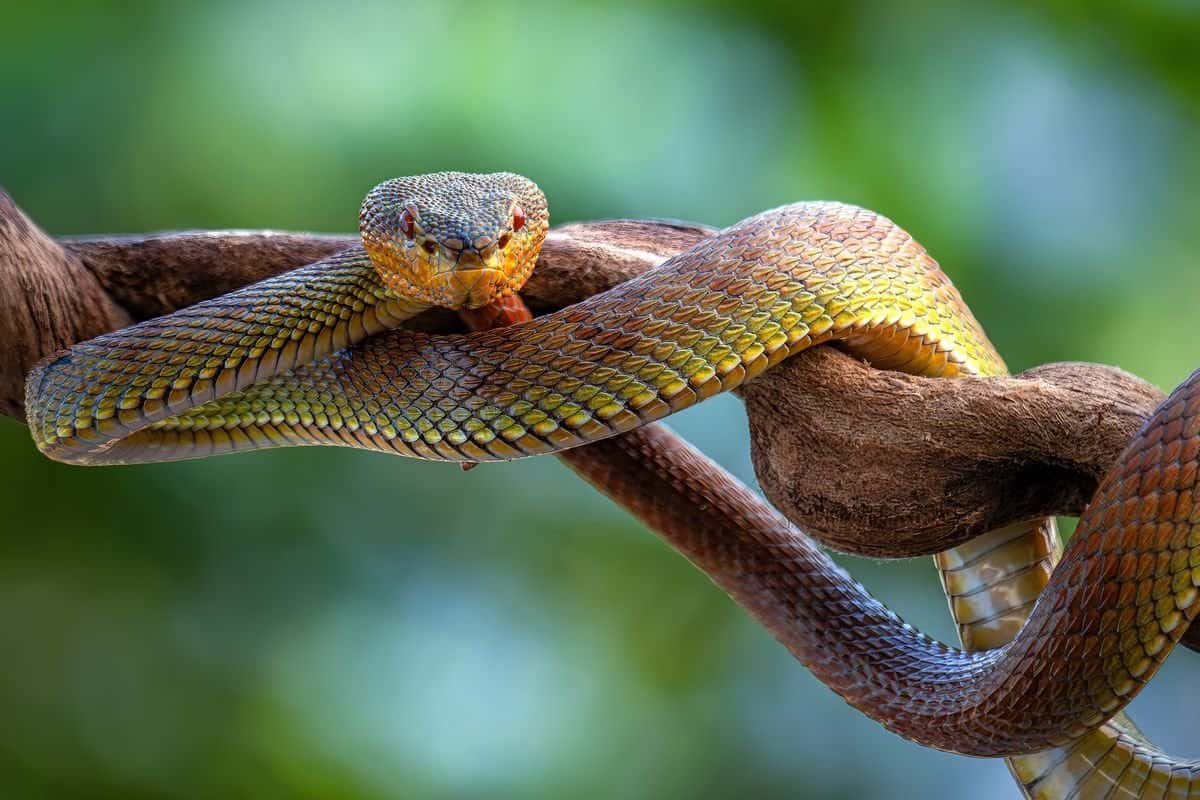 mangrove pit viper