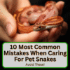 Most Common Mistakes When Caring For Pet Snakes