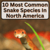 Most Common Snake Species In North America
