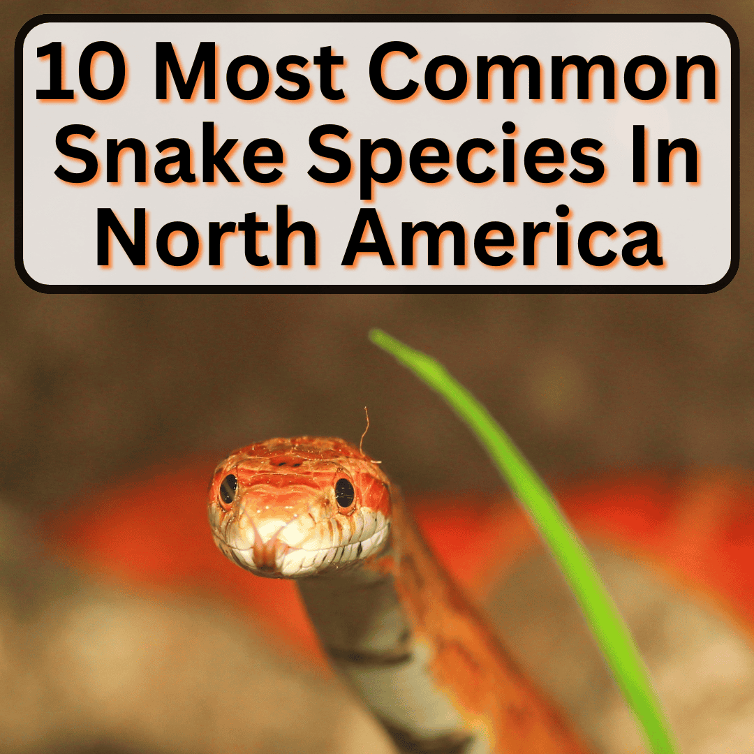 Most Common Snake Species In North America