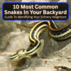 Most Common Snakes In Your Backyard