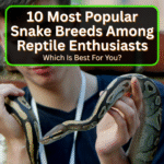 Most Popular Snake Breeds