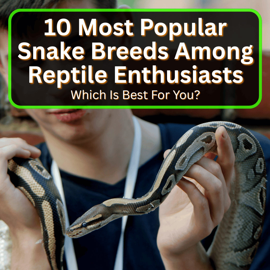 Most Popular Snake Breeds