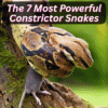 Most Powerful Constrictor Snakes