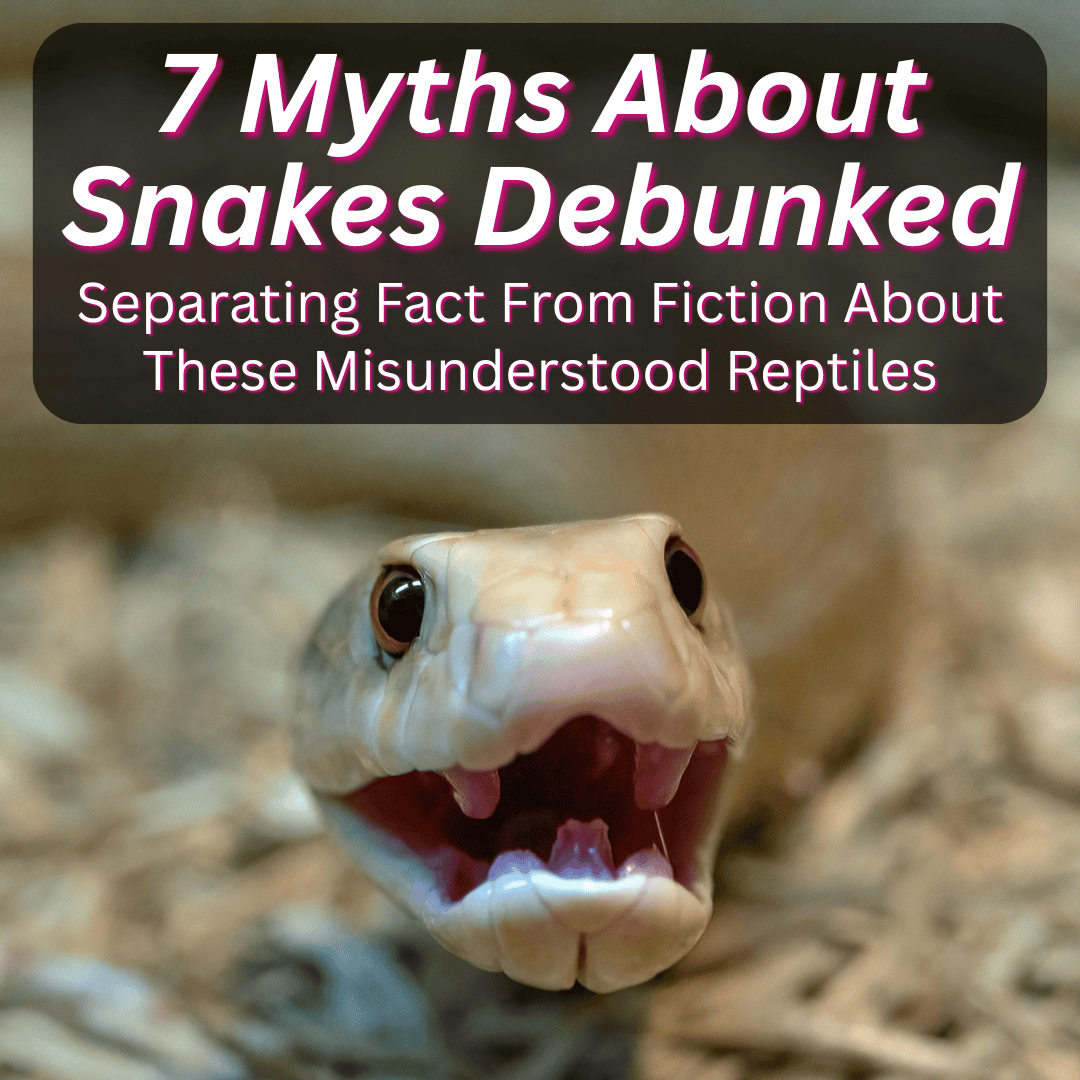 Myths About Snakes Debunked