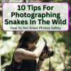 Photographing Snakes In The Wild