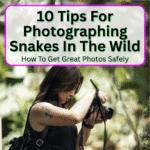 Photographing Snakes In The Wild