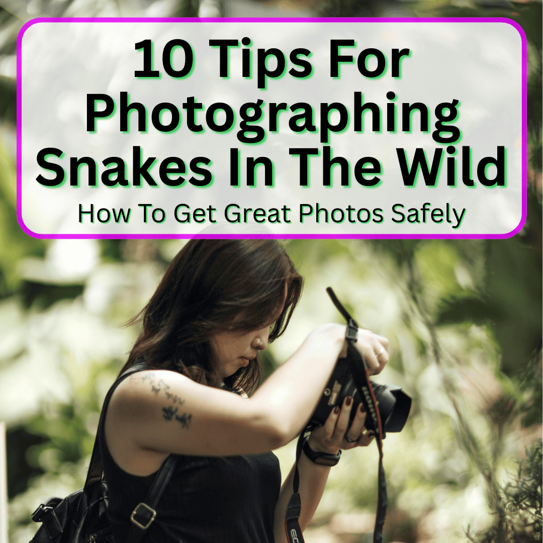 Photographing Snakes In The Wild