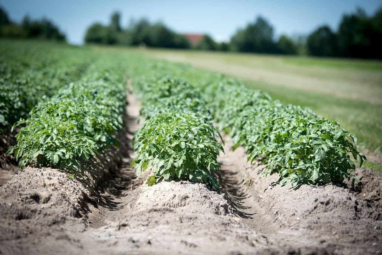 potato field