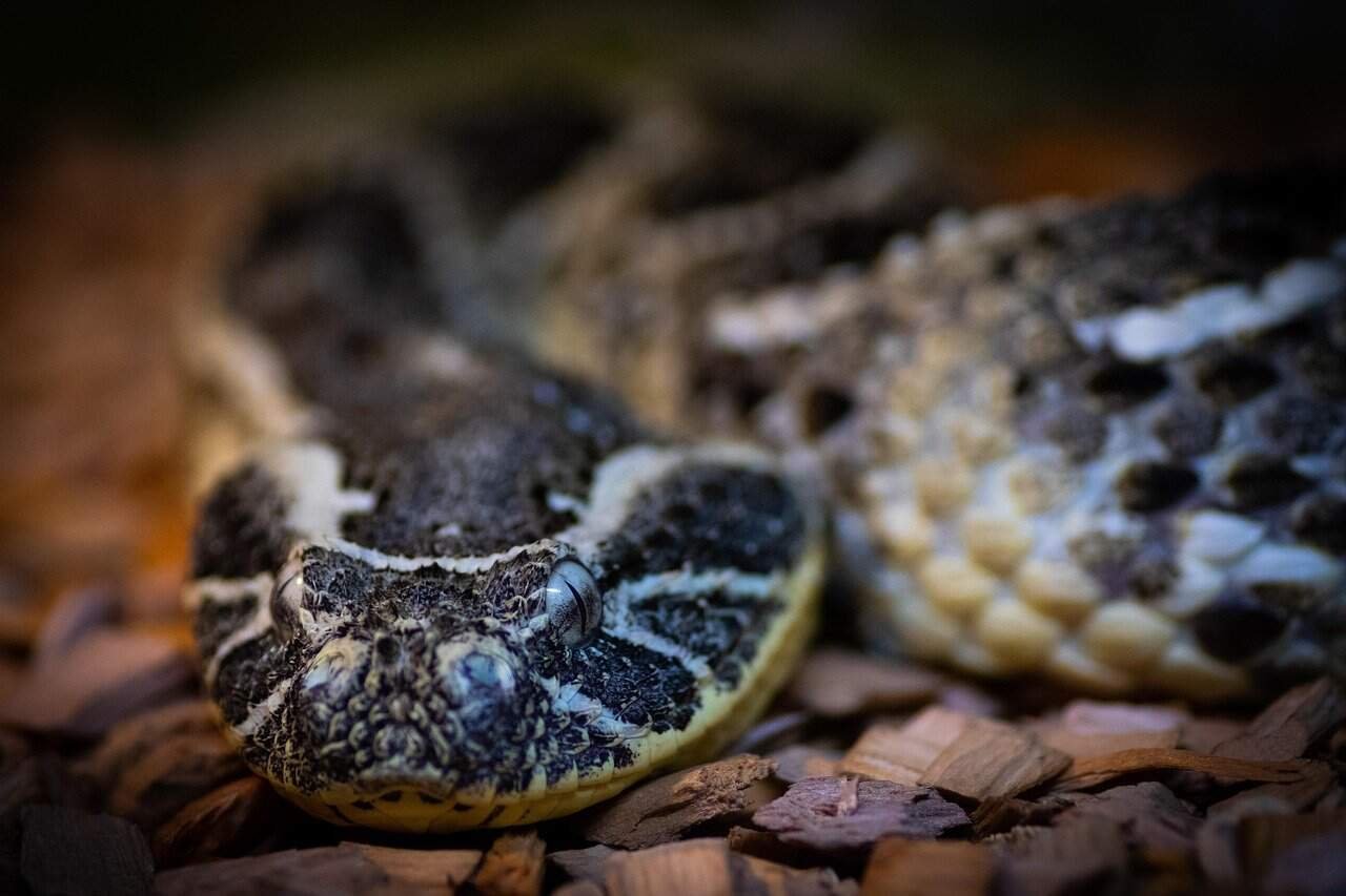 puff adder