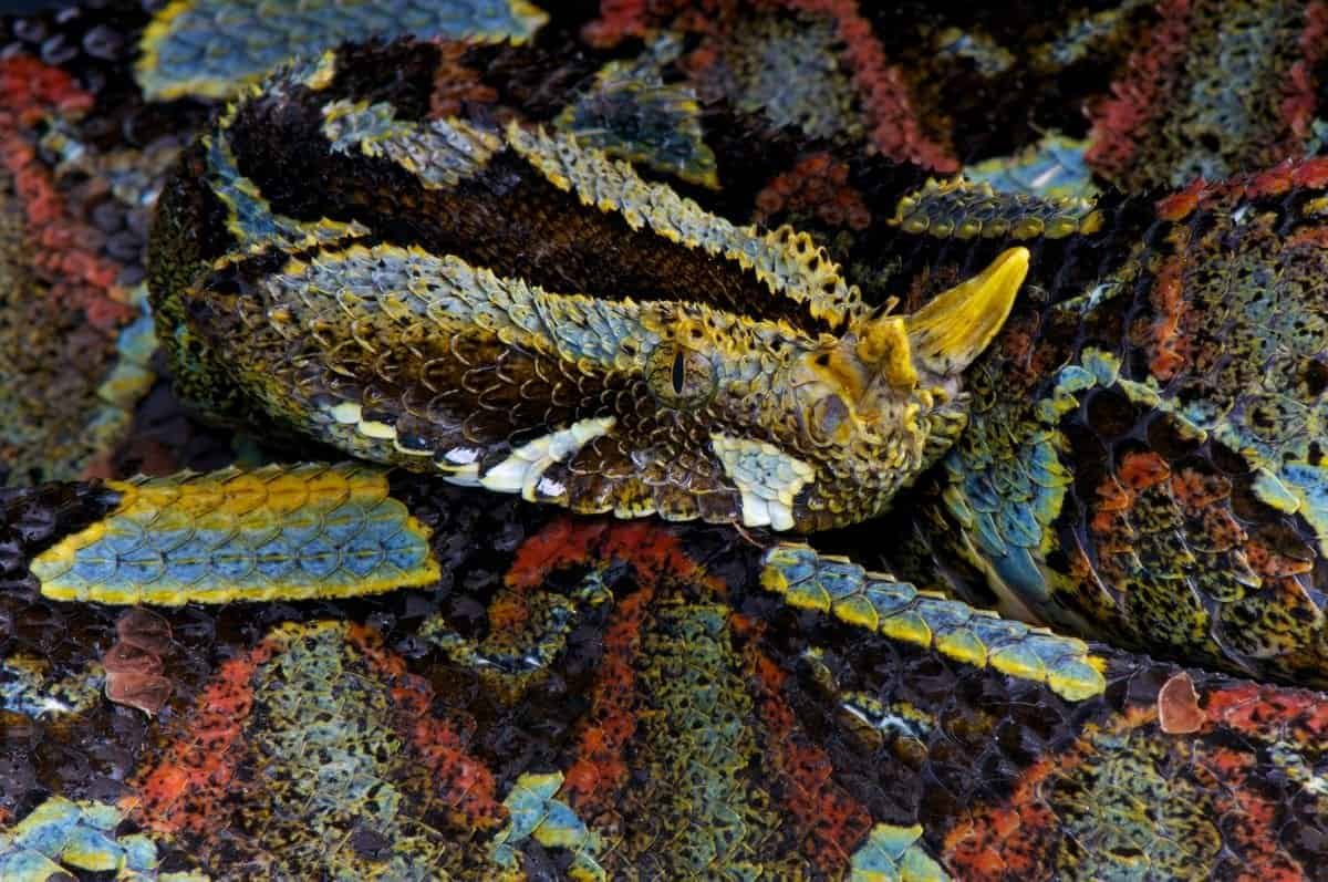 rhinoceros viper