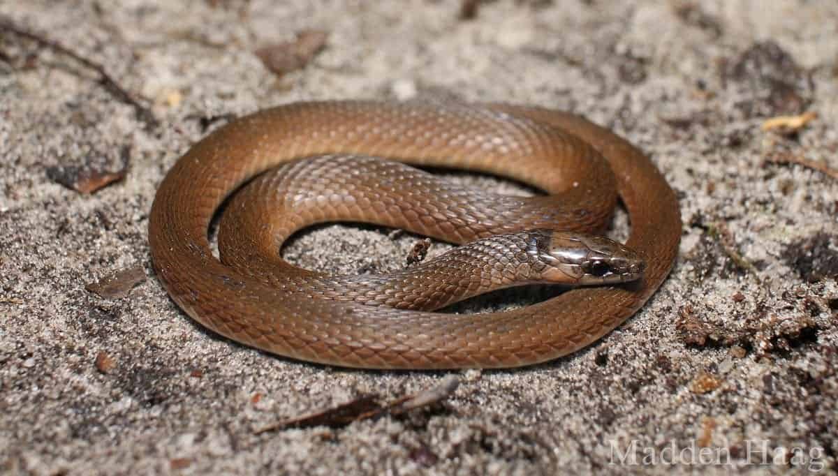 rough earth snake
