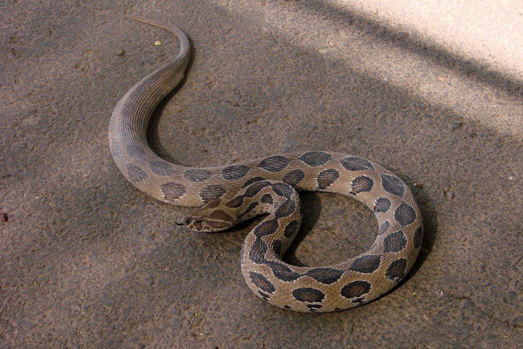 russells viper