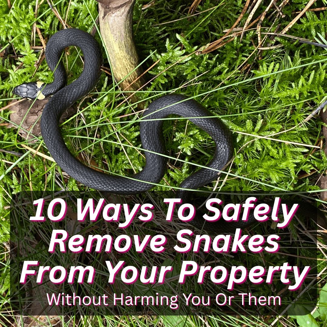 Ways To Safely Remove Snakes
