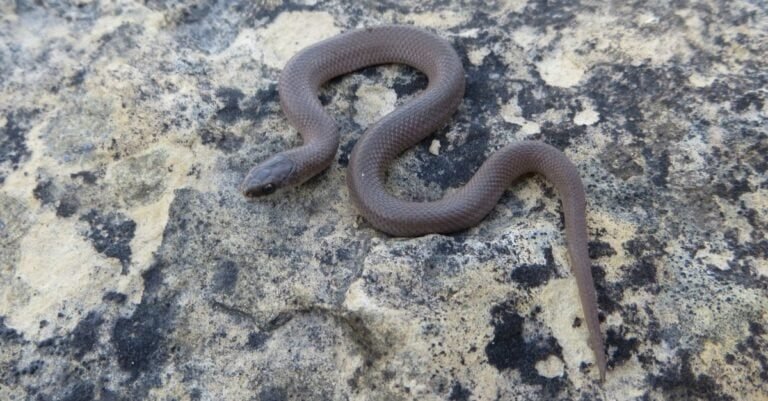 10 Snake Species That Can Live In Cold Climates (And How They Do It)