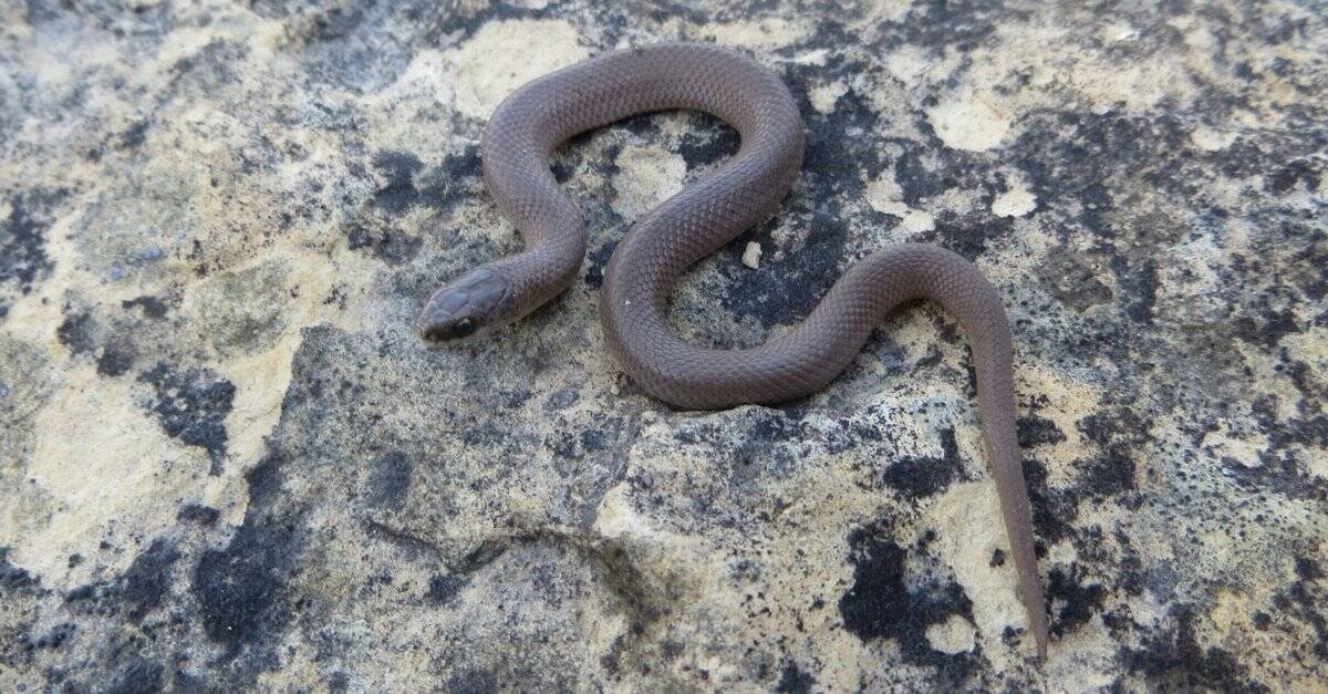 smooth earth snake