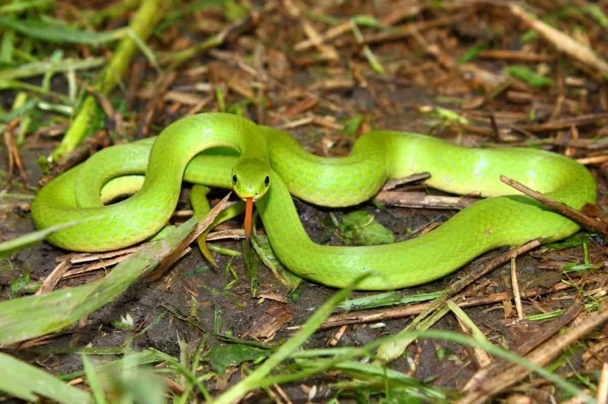 smooth green snake