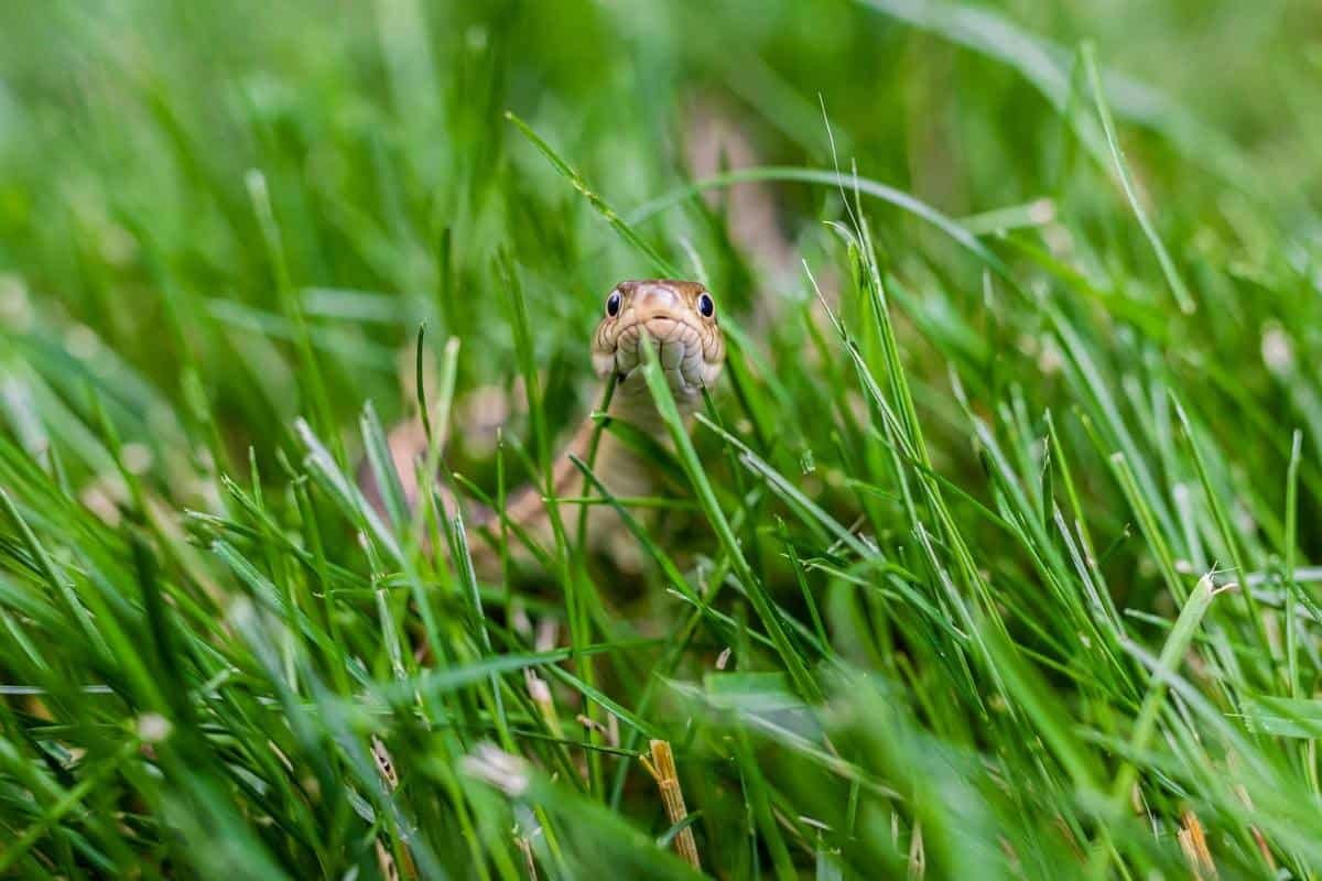 snake in backyard grass