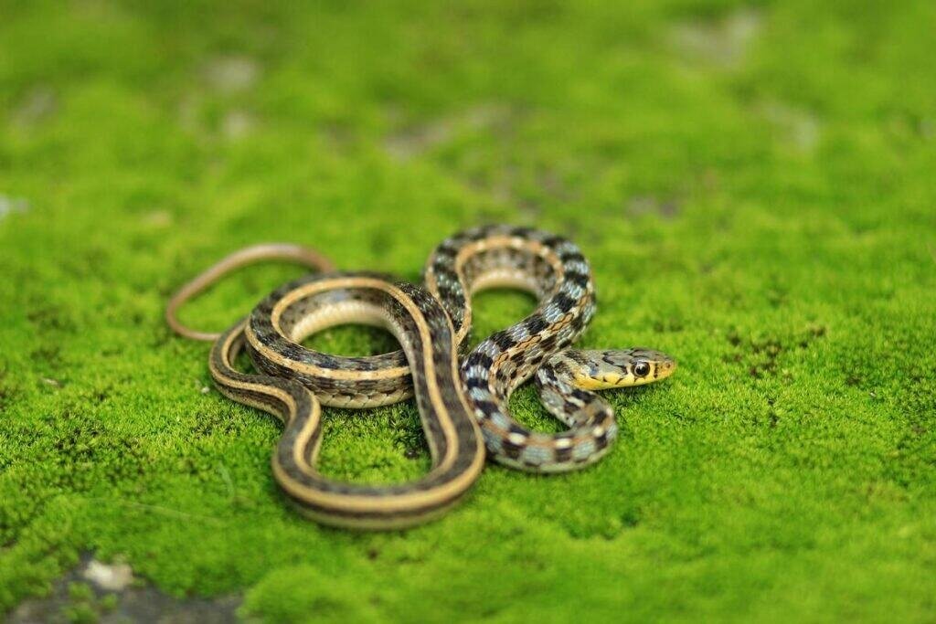 Snake Courtyard 10 Ways To Create A Snake-Friendly Garden (Or Do The Opposite To Keep ...