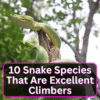 Snake Species That Are Excellent Climbers