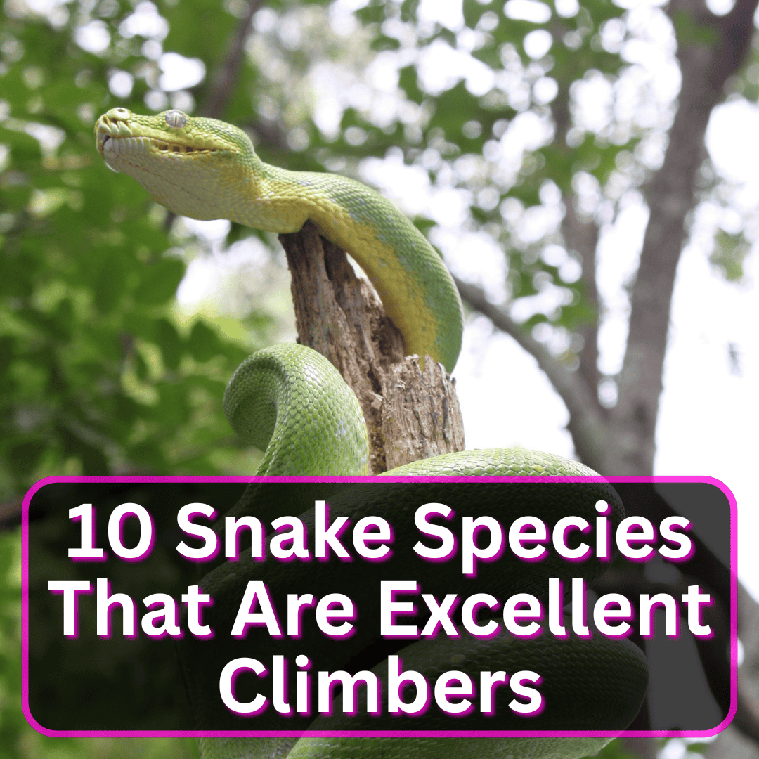 Snake Species That Are Excellent Climbers