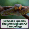 Snake Species That Are Masters Of Camouflage