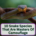 Snake Species That Are Masters Of Camouflage