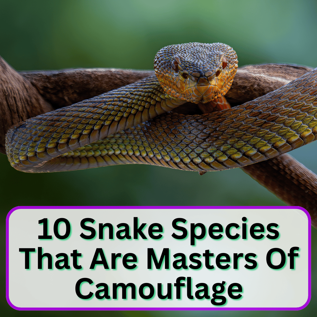 Snake Species That Are Masters Of Camouflage