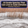 Snake Species That Can Live In Cold Climates