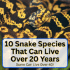 Snake Species That Can Live Over 20 Years