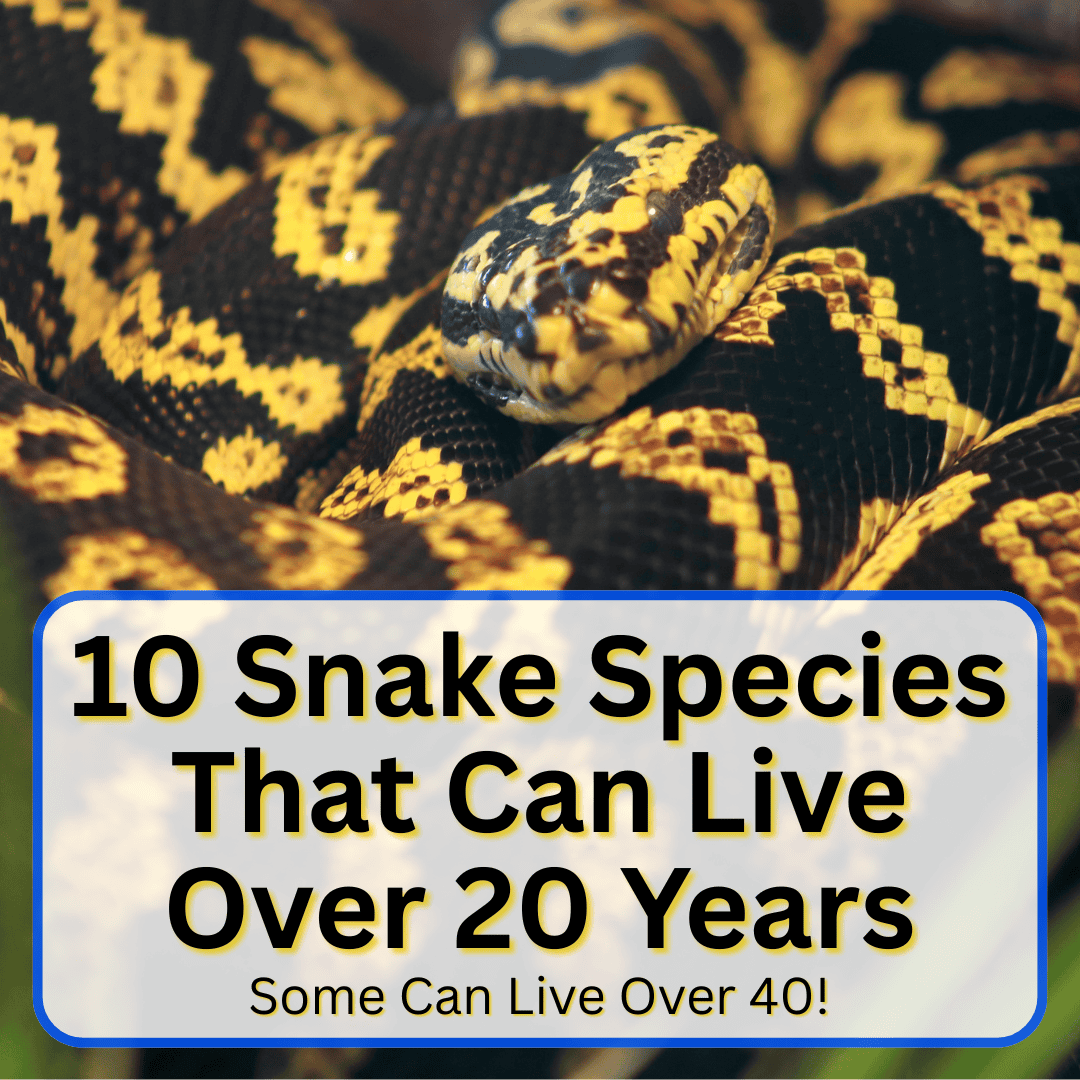 Snake Species That Can Live Over 20 Years