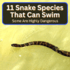 Snake Species That Can Swim