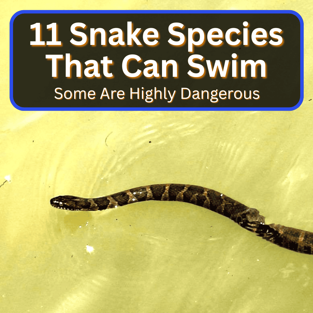Snake Species That Can Swim