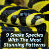 Snake Species With Stunning Patterns
